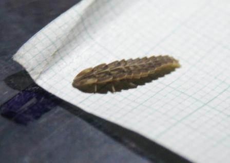 Possible Diaphanes larva