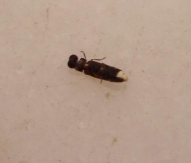 An unknown male Luciolinae firefly