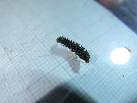 Spikey the firefly larvae (subfamily Luciolinae)